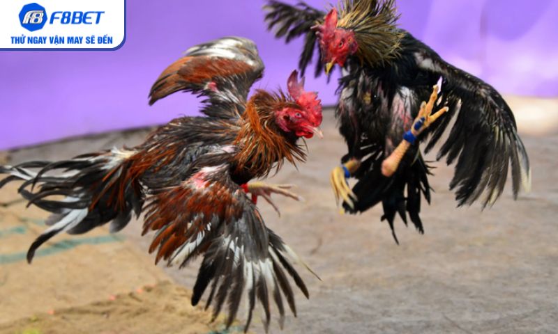 Mẹo cược đá gà Campuchia chuẩn xác từ bet thủ lâu năm